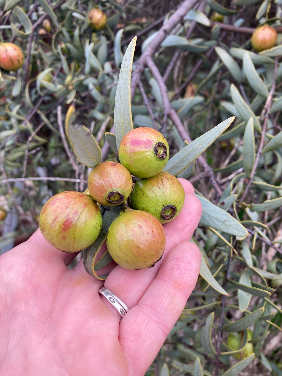 Organically grown Sandlewood nuts in the Great Southern of Western Australia. Naturally made soaps, body butters, lip balms, shower steamers, bath bombs and more. Locally grown, organic and spray free ingredients. We support other small business.